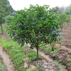 武漢室外綠化家庭花木報(bào)價(jià)，武漢室內(nèi)綠植工廠花木單位綠化服務(wù)